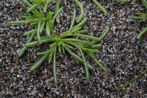 Salsola komarovii, photograph 1