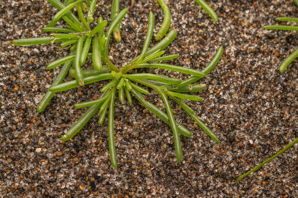 Salsola komarovii; photograph (c) Saryu Mae 前 朝琉, some rights reserved (CC BY)