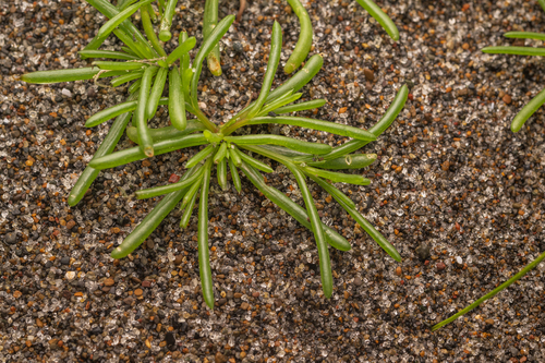 Salsola komarovii