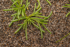Salsola komarovii