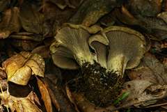 Cantharellus congolensis