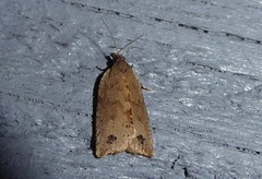Planotortrix