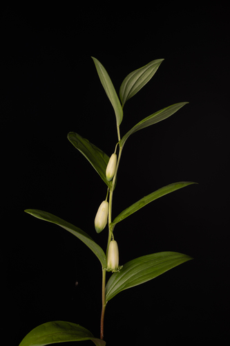 Polygonatum humile, photograph 5