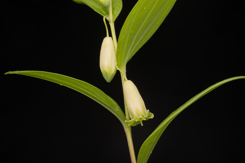 Polygonatum humile, photograph 6