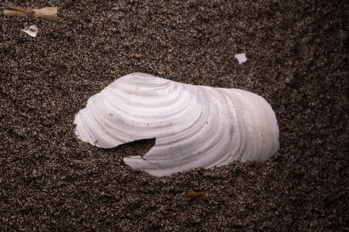 Japanese Geoduck