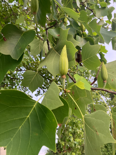 American tuliptree