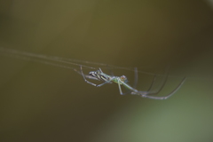 Leucauge