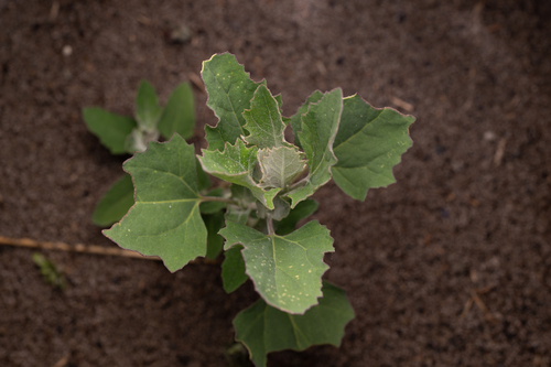 Common Lambsquarters