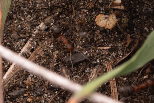 Formica truncorum