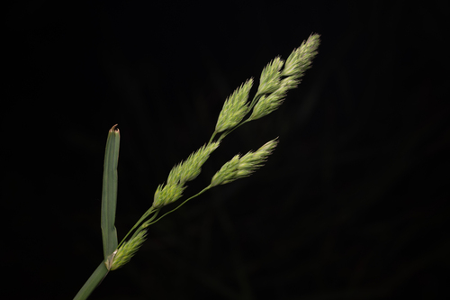 orchard grass