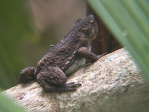 Pseudobufo subasper observed 2026-06-16