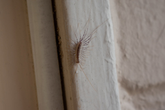 Scutigera coleoptrata