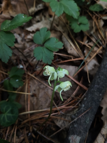 Pyrola renifolia