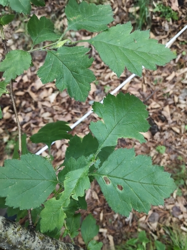 Crataegus maximowiczii