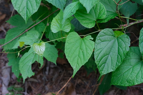 Vitis flexuosa iNat (3)