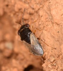 Geocoris pubescens