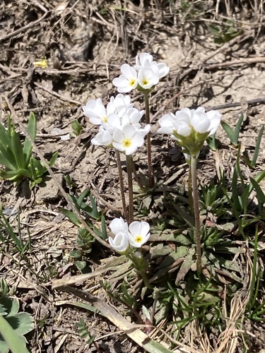 Androsace adfinis (Androsace adfinis)