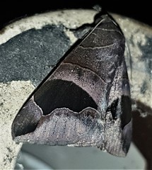 Bastilla solomonensis