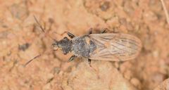 Microplax interrupta