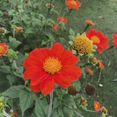 Tithonia rotundifolia