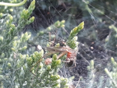 Tegenaria mediterranea