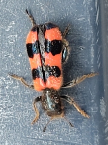 Bee-eating Beetle
