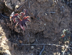 Ciconium