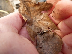 Forficula auricularia