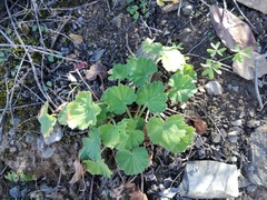 Pelargonium odoratissimum