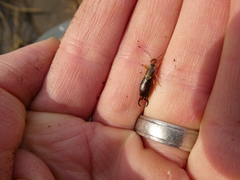 Forficula auricularia