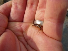 Forficula auricularia