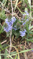 Veronica austriaca