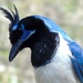 Black-throated Magpie-Jay - Photo (c) Francisco Farriols Sarabia, some rights reserved (CC BY), uploaded by Francisco Farriols Sarabia