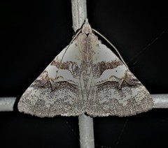 Avatha discolor