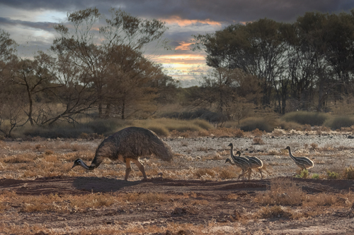 Emu