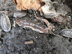 Arthurdendyus triangulatus