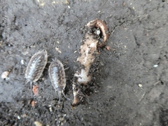 Arthurdendyus triangulatus