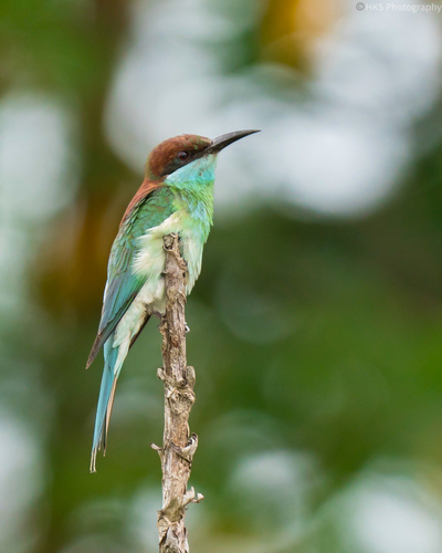 Blue-throated Bee-eater