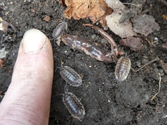 Arthurdendyus triangulatus