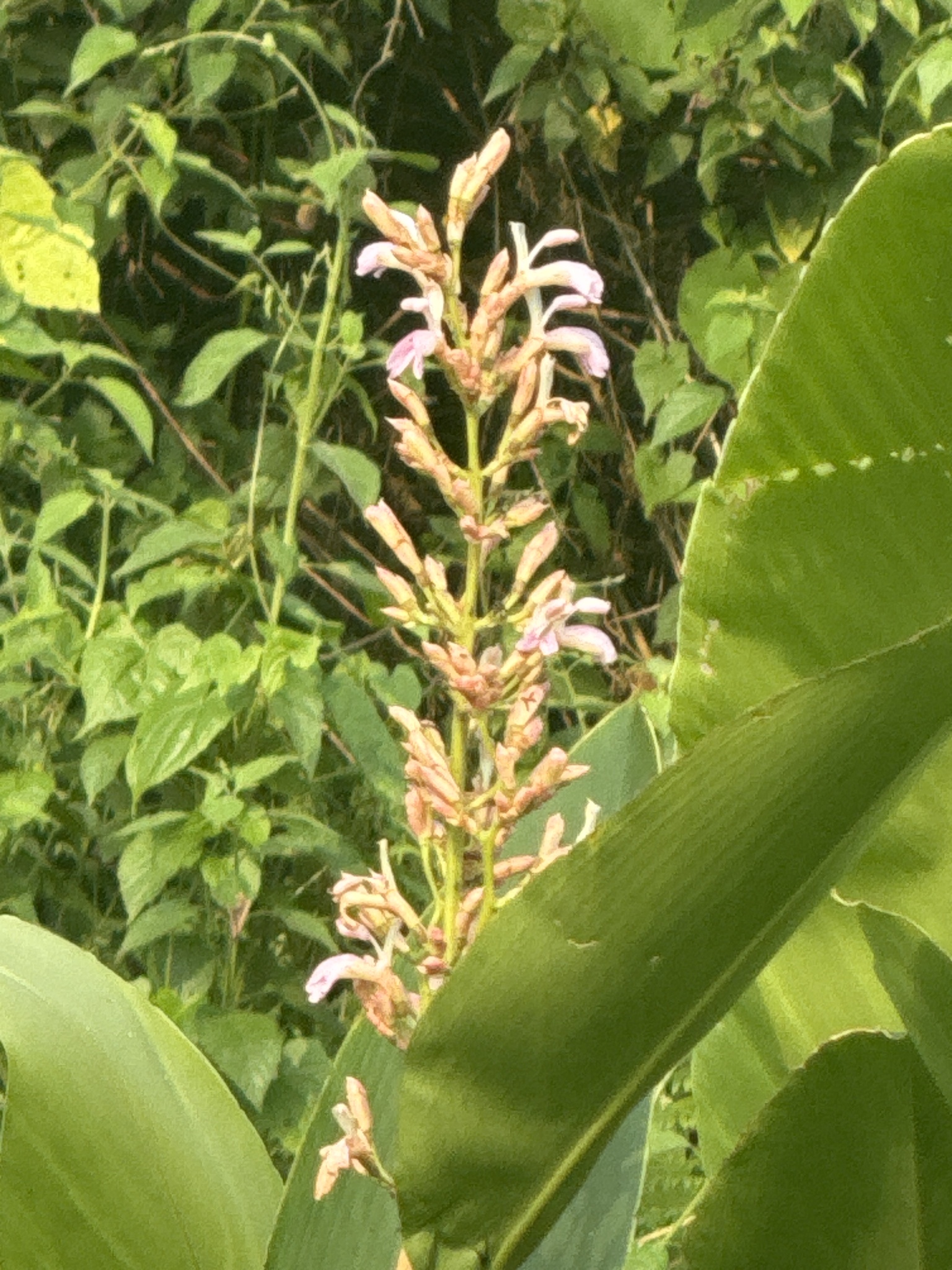 Alpinia nigra (Gaertn.) Burtt 2