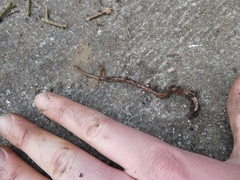 Arthurdendyus triangulatus