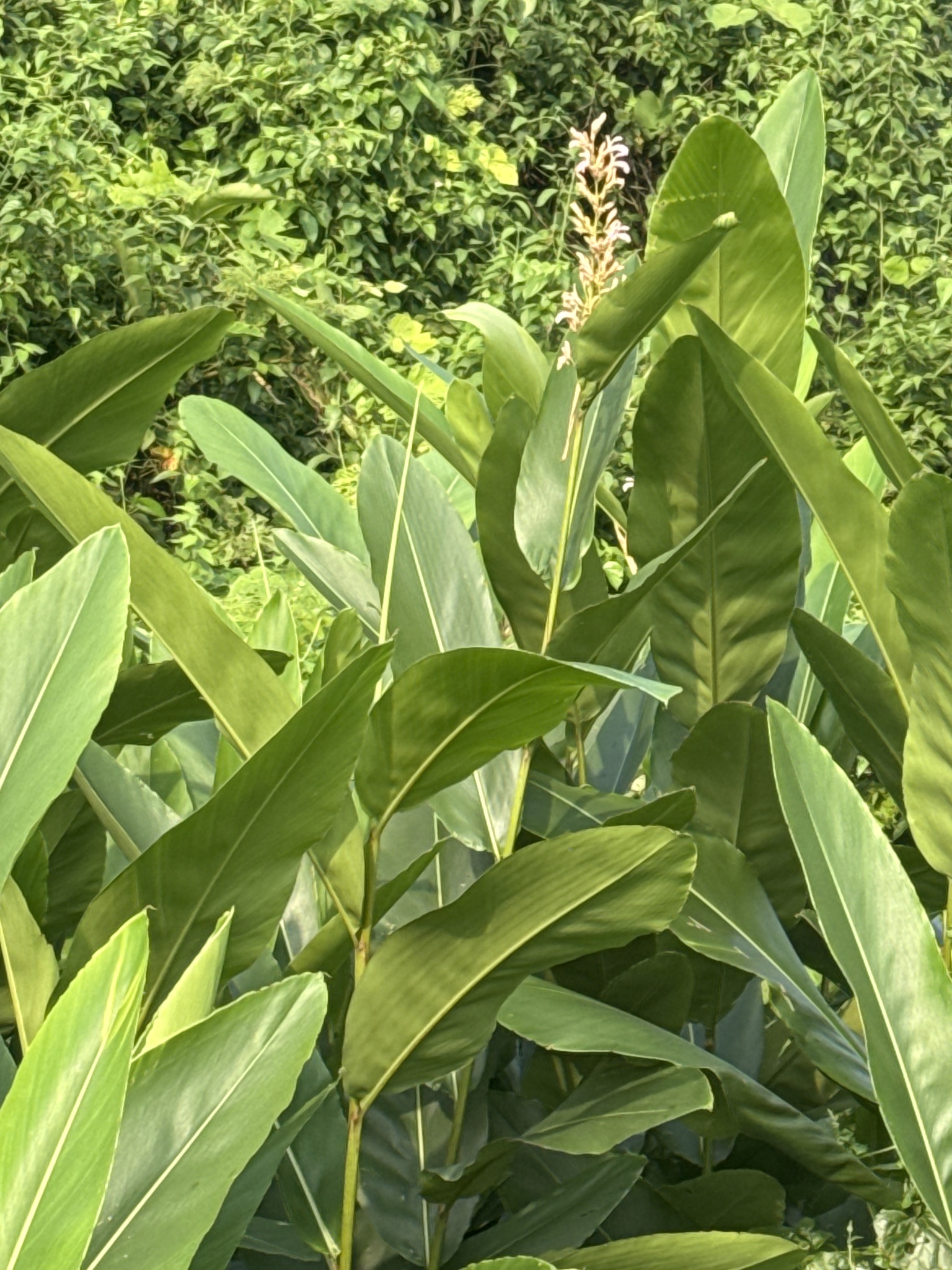 Alpinia nigra (Gaertn.) Burtt 3