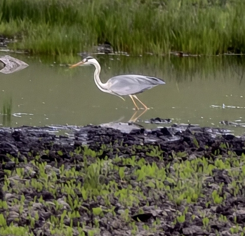 Grey Heron