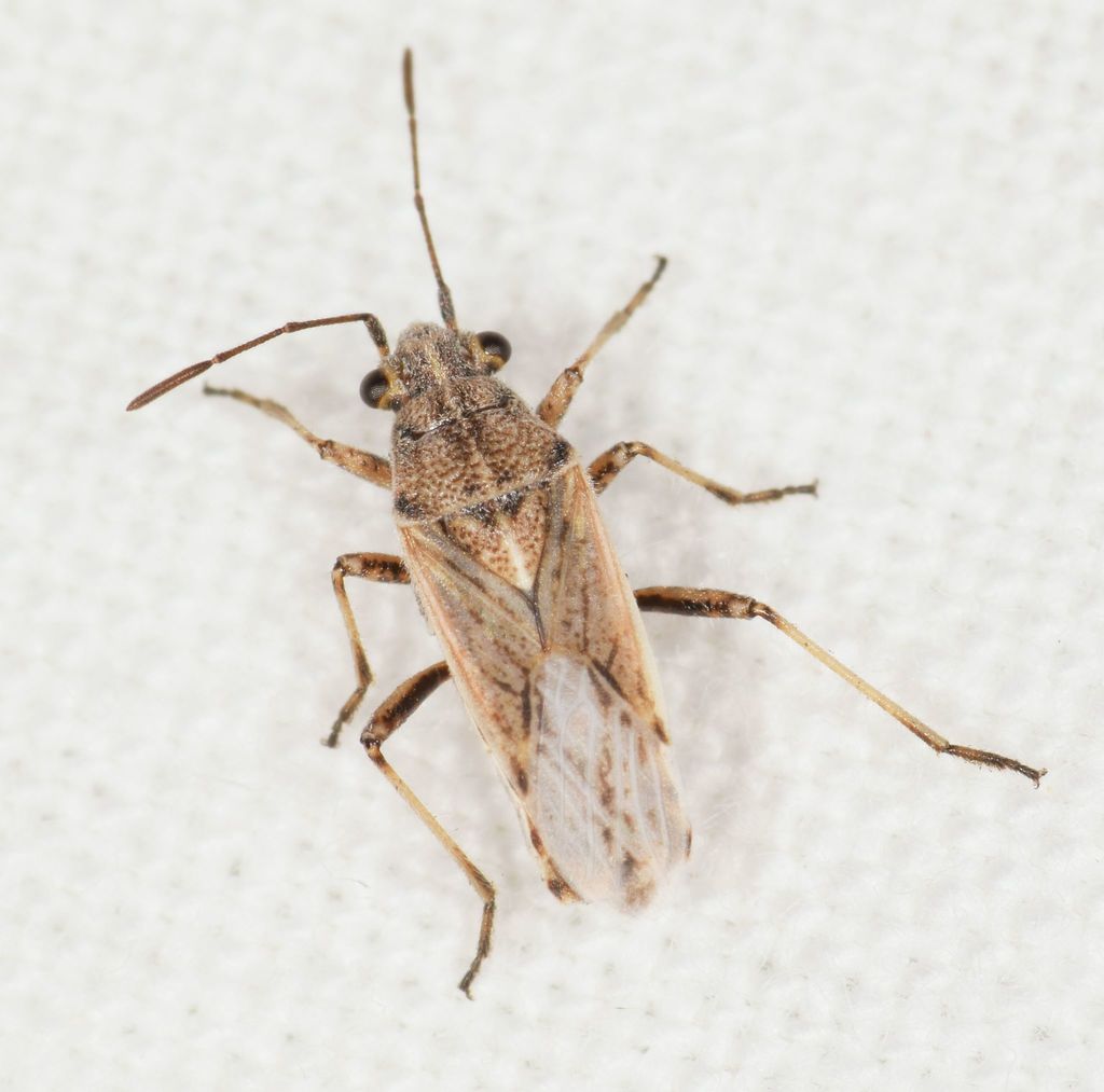 Ortholomus jordani