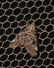 Parapoynx polydectalis