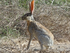 Lepus alleni