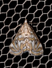 Parapoynx polydectalis