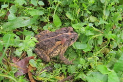Incilius porteri