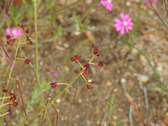 Cleome violacea