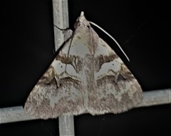 Avatha discolor